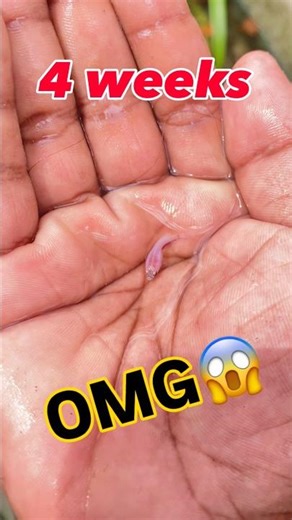 Betta grow 👽 #betta #bettafish #wildbetta