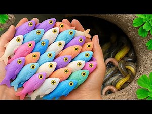 Catch Beautiful Freshwater Aquarium Fish in Natural Pond:koi, discus, guppy, pleco