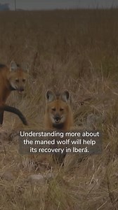 14K views · 471 reactions | IBERÁ: STRONGHOLD OF THE MANED WOLF An...