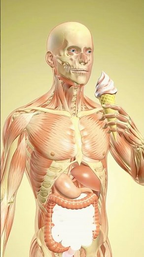 3D Animation: Human Digestive System in Action | Ice Cream Digestion Process Explained#BodyScience