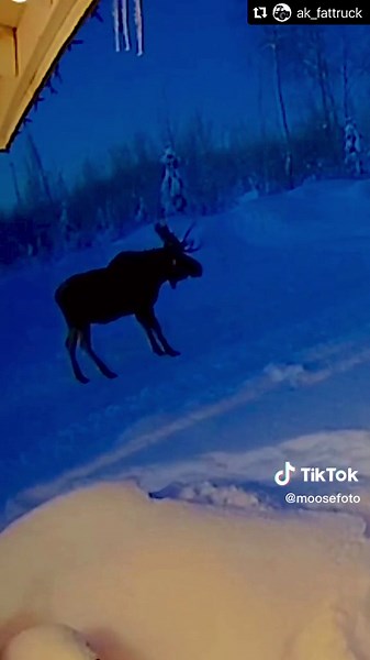 Majestic Moose Shedding Antlers in Synchronization