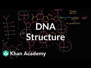 Mind Luster - Learn Molecular structure of DNA | Macromolecules | Biology | Khan Academy