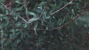 native Australian callistemon plant with rain drops on its leaves