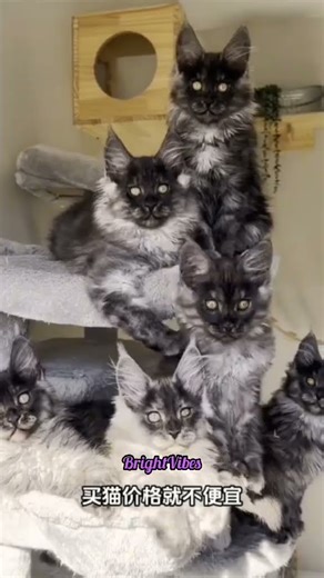 Before vs after Cat Transformation🥶 #animal #edit #animaltransformation #shorts #brightvibes