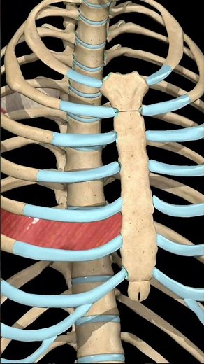 Internal Intercostal Muscle Action | Expiration Explained