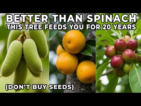 This Tree Feeds You for 20 Years — Better Than Spinach (Don’t Buy Seeds)
