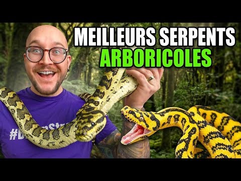 Top 5 des meilleurs serpents arboricoles à adopter