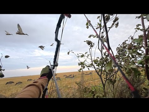 Bowhunting Fast Flying Ducks out of the Air!