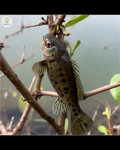 The fish that can climb trees😱. #shorts #facts