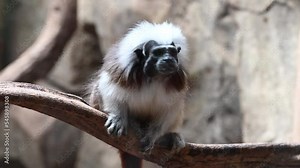 a black-faced monkey is lying on a branch in a pen and running away at the end, zoo