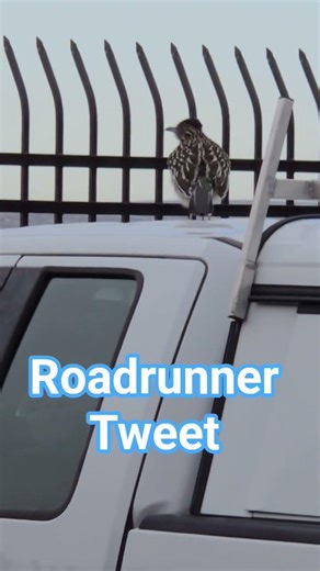 Roadrunner sound
