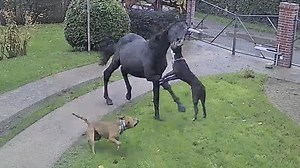 Un cheval attaqué par des chiens dans l’Oise: «Il y avait du sang tout le long de la route»