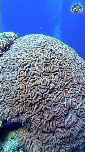 The Secret Life of a Brain Coral #BrainCoral #MacroPhotography #ReefTank #UnderwaterWorld #Aquascape