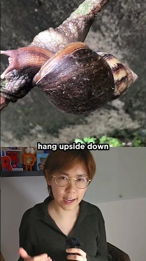 The Weird Science Behind Snail Slime!