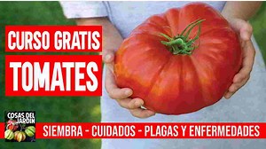 Como plantar Tomates - Completo - Paso a Paso - Cosas del Jardin