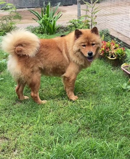 Inbreeding Awareness for Healthier Pets