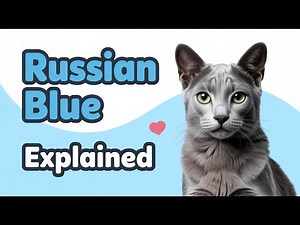 Russian Blue Cat Breed Explained: Personality, Traits & Care