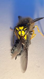 278K views · 1.4K reactions | Today I learnt wasps eat flies  how did I never know this, pretty cool to see but I was super close with my phone I’m just glad it didn’t fly in my face at the end #wasps | Jumping spider & Moth life | Facebook