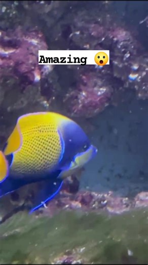 Amazing creature #creature #colorfulfish #colorful | Nature on canvas