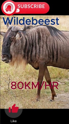 PART TWO Top Speed Animals 🌍 | Fastest Creatures on Earth With Mind-Blowing Speeds!