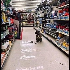 56K views · 160 reactions | I FOUND A DOG SITTING ALONE IN THE...