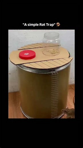 knowledge on Instagram: "Follow❤) This footage documents the functional mechanics of a gravity-actuated DIY rodent trap constructed from a cylindrical drum and a pivoted cardboard platform. The visual narrative captures the precise moment a rodent traverses a climbing mesh to access a bait-filled jar positioned on the unstable surface, where the animal's displacement of the center of mass triggers an immediate tilting action that deposits the pest into the containment vessel below while a counte