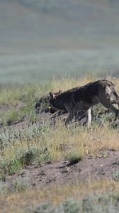 112K views · 9.7K reactions | A beautiful female yearling wolf of the Wapiti Lake Pack in Hayden Valley last week. She had just crossed the Yellowstone River (I missed that) and was making her way back towards their den area a few miles distant... Yellowstone National Park | T. Lyn Neufeld Photography | Facebook
