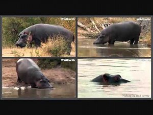 Hippo Sounds