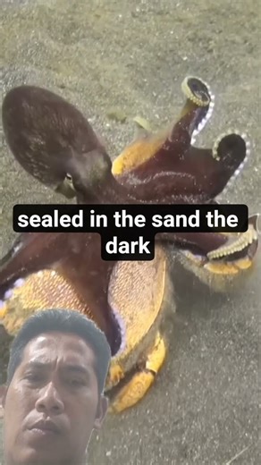 octopus vs Crab fighting #wildlife #scubadiving #octopus #crab