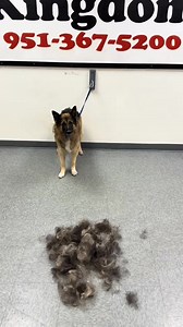 Large short haired #shedding #gsd #germanshepherd #deshedding #dogsoftiktok | Delfina Turiano
