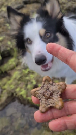 Beautoful azing starfosh in Shoreham beach