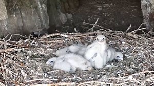 1.6M views · 2.6K reactions | A nest of baby saker falcons was spotted on a cliff in Datong, north China's Shanxi Province. These top hunters of the sky, an endangered species, usually inhabit grasslands and mountainous regions. Their breeding season runs from April to June. | CGTN | Facebook