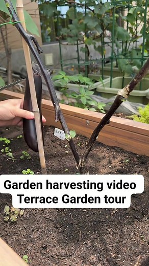 Garden Harvesting Video #gardening #garden #gardentips #harvesting #gardeninspiration #gardentools #tools #gardengoals | Garden Tips