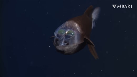 What makes animals scarier the further you dive