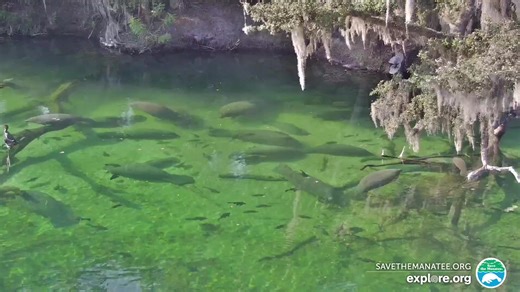 It's a beautiful afternoon at Blue Spring State Park! Many manatees are enjoying the warm water of the spring today. - Blue Spring State Park, Florida, in collaboration with @Explore.org and FL Park Services. | Save the Manatee Club