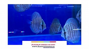 Disco turquesa azul 6-7cm. Symphysodon aequifasciatus NZ-ES450810000060 Encuentrala en nuestra web www.dnatecosistemas.es o en el link https://www.dnatecosistemas.es/tienda-peces-agua-dulce-y-fria-y-marino/peces-agua-dulce/Discos/oferta-venta-disco-turquesa-azul-6-7cm-symphysodon-sp-discus-aequifasciata-tienda-peces-tropicales-baratos-online-venta-discos-bonitos-por-intenet-tienda-mascotas-peces-discos-rebajas-con-envio.html | DNATecosistemas | Facebook