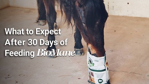 NEW VIDEO: "What to Expect After 30 Days of Feeding BioMane®" Sometimes, horse owners will report to us that although, they noticed improvements in the growth and health of their horse's mane and tail, they haven't seen the length they were hoping for in the first 30 Days. We answer that concern and others in this helpful video! Click HERE to read the article instead --> https://goo.gl/V71mNu | BioMane Products