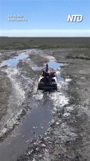 Marshall Jones drives his airboat through inches of water at Mack’s Fish Camp in Florida’s northern Everglades, where exposed grass and cracked marsh now mark routes that are usually submerged. | NTD Television
