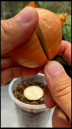 This is, how to plant big onions, can they grow big? #fblifestyle #kebunnanad #garndening #planting #tipsdantrik #growing #minigarden #fypageシ #viralvideo | Kebun Nanad