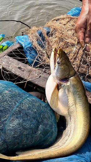1.3M views · 10K reactions | Big Fish Catching From River By Net #Fishing #fishinglife #village #netfishing | Local Fishing Videos | Facebook