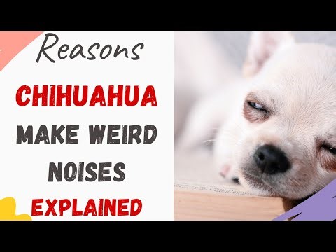 Why Do Chihuahuas Make Weird Noises: Explain with Reasons