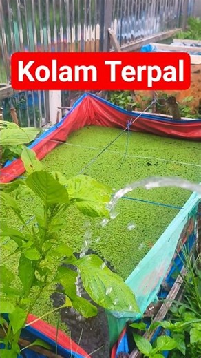 Azolla Tarpaulin Pond, #nature #ruralnature #indonesianature #farming #farmer