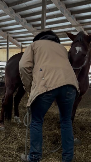 Part 3: Birdie and VanGough see the Vet! Dr. Margarette Breisch of 3MVP Mixed Mobile Vet came in for both hoof care support and vet check. After Rod Flom did a wonderful job bringing their hooves back to angle Dr. Margarette came back in for the final vet check. They pulled an essay of blood panels including Coggins testing for EIA (Equine Infectious Anemia), issued all of their needed vaccines, dewormed as well as did a full health check. We are happy to say they have a clean bill of health! Th