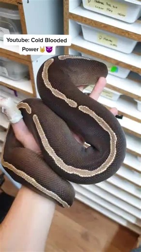 #My #mojave #ghi #new #gene #adult #wow #viral #COLDBLOODEDPOWER #python #snake #Awesome