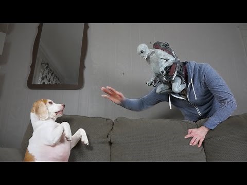 Dog vs Alien Mind-Controlled Owner Prank: Funny Dog Maymo