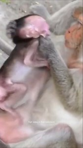 Baby monkey Martin was so hungry he asked for milk from his mother, but Martin was knocked down39 Full video in first Comment ! | Monkey BC
