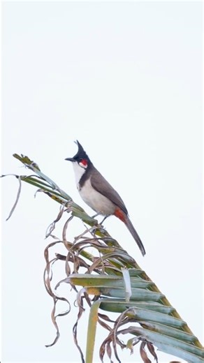 Red-whiskered Bulbul singing alone | Soothing natural bird call