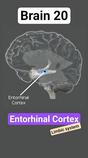 Brain Entorhinal Cortex | Brain 20 #brain #biotechreview #entorhinal