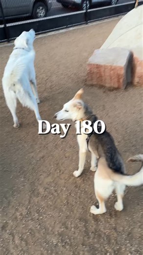 Day 180. What is the biggest misunderstanding people have about “no income loans”? | Josh Trujillo