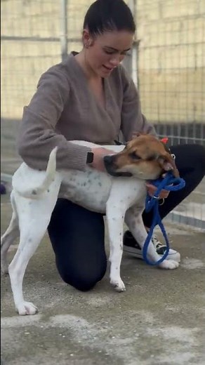 Kiwi & Papaya - Hunde in Not aus dem Tierschutz - suchen ein Zuhause